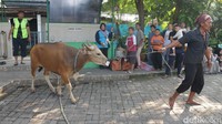 Seekor sapi disiapkan untuk disembelih di Lapangan Musala Al Amanah, Perumnas 3, Kota Bekasi, Jawa Barat, Kamis (29/6/2023).   