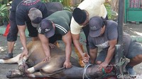 Umat muslim melaksanakan pemotongan hewan kurban pada hari raya Idul Adha 1444 H.  