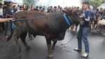 Unik, Tradisi Pawai Hewan Kurban di Malang