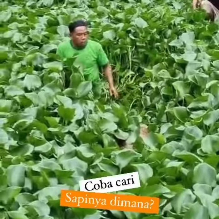 Warga mencari sapi yang ngumpet di eceng gondok wilayah Sleman, Kamis (29/6/2023).
