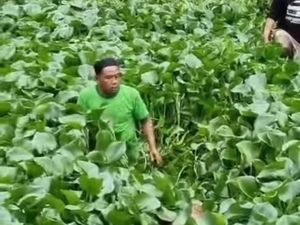 Viral Sapi di Sleman Ngumpet di Eceng Gondok saat Hendak Disembelih