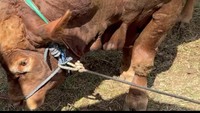  Ini dia sapi kurban milik keluarga Hermansyah. Sapi kurban keluarga A6 itu diketahui memiliki berat 1,2 ton. Foto: Youtube / The Hermansyah 