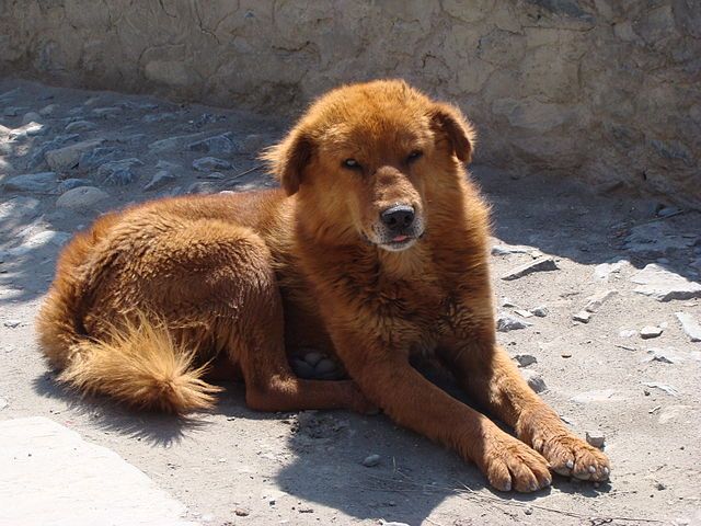 Harga sales tibetan mastiff