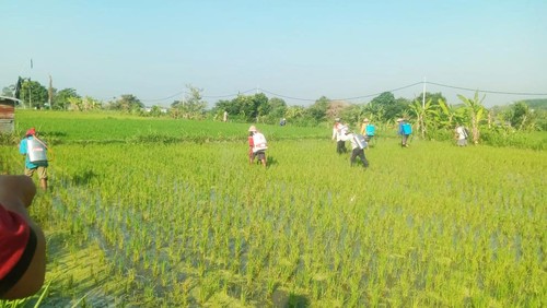 Pengendalian hama penggerek batang di Subak Takmung dengan penyemprotan secara massal, Jumat (30/6/2023).