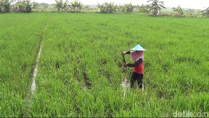 Hama wereng serang Lamongan