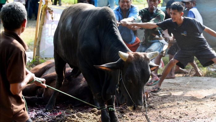 hewan kurban bupati banyuwangi