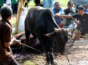 Sapi Limosin Hitam dengan Berat 300 Kg Milik Bupati Ipuk Disembelih