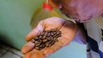 Mau Sangrai Kopi, Cukup Bayar Rp 10 Ribu/Kg