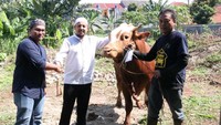 Dalam rangkaian kegiatan ini PLN Icon Plus bersama DKM Masjid Nurul Hikmah Gandul, melakukan penyembelihan 21 hewan kurban yang dikumpulkan oleh keluarga besar PLN Icon Plus, bertempat di kantor PLN Icon Plus, Gandul, Kamis (29/6). Direktur Utama PLN Icon Plus, Ari Rahmat Indra Cahyadi, Direktur Infrstruktur dan Jaringan, Doni Aris Setiawan hadir dan secara simbolis menyerahkan hewan kurban kepada panitia. 