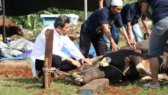 PLN Icon Plus, menyebar 1.100 paket daging kurban. Paket daging kurban ini diberikan kepada warga yang berada di sekitar area operasional PLN Icon Plus.