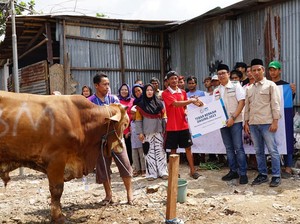 PLN Kurban 952 Sapi dan 492 Kambing, Disebar ke Pelosok Daerah