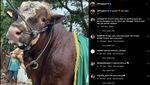 7 Potret Artis Bersama Sapi Kurban 1 Ton yang Disembelih