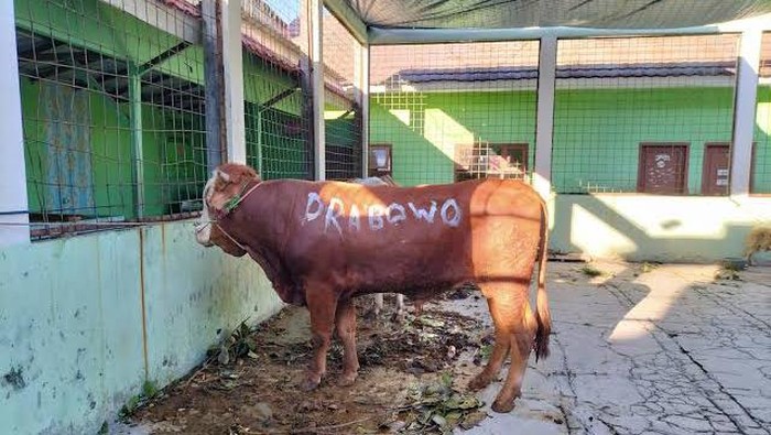 Salah satu sapi yang disumbangkan Prabowo di Jawa Barat.