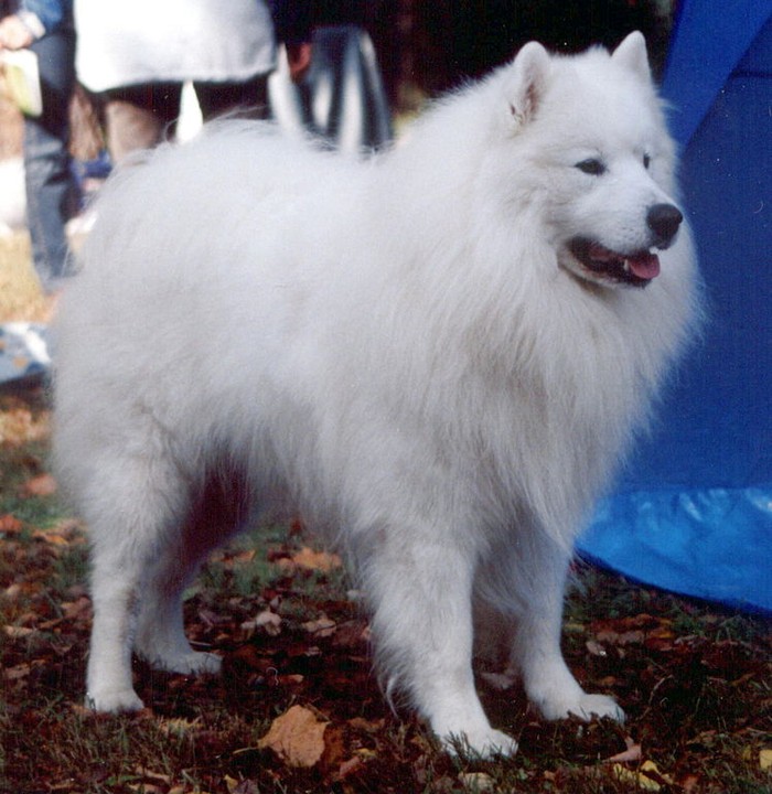 samoyed