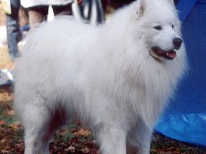12 Anjing Termahal di Dunia: Keunikan dan Harganya yang Mengagumkan
