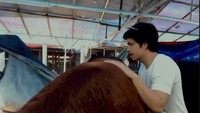 Keluarga Atta Halilintar dan Aurel menyembelih sapi bernama Milky dengan berat 1,4 ton. Foto: Istimewa