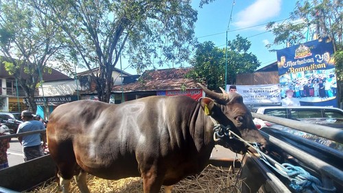 Penyerahan simbolis sumbangan sapi dari Presiden RI Joko Widodo, kepada pengurus Masjid Jami Singaraja, Jumat (30/6/2023).