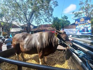 Jokowi Kurban 1 Ekor Sapi di Bali, Diserahkan ke Masjid Jami Singaraja