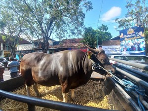 Jokowi Kurban 1 Ekor Sapi di Bali, Diserahkan ke Masjid Jami Singaraja