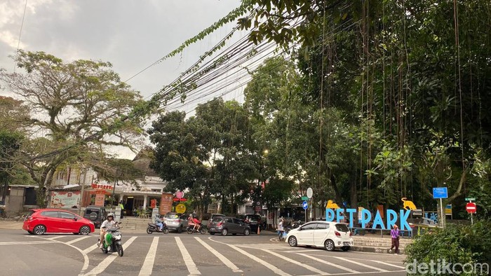 Tanaman rambat menjalar di kabel Jalan Cilaki