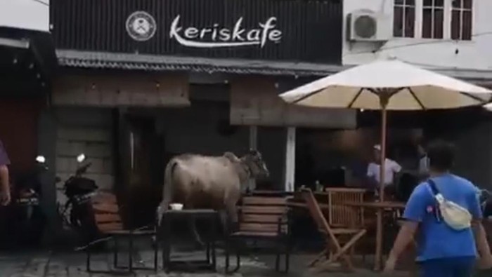 Tangkapan layar video viral sapi ngamuk hingga masuk kafe di Margonda, Depok.