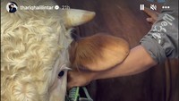 Thariq Halilintar juga punya sapi kurban yang diberikan nama Choco dengan bobot lebih dari 900 kilogram. Foto: Instagram Thariq Halilintar