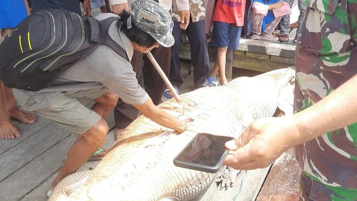 Warga di Desa Tobil, Tojo Una-Una membelah perut buaya gegara dikira telan warga.