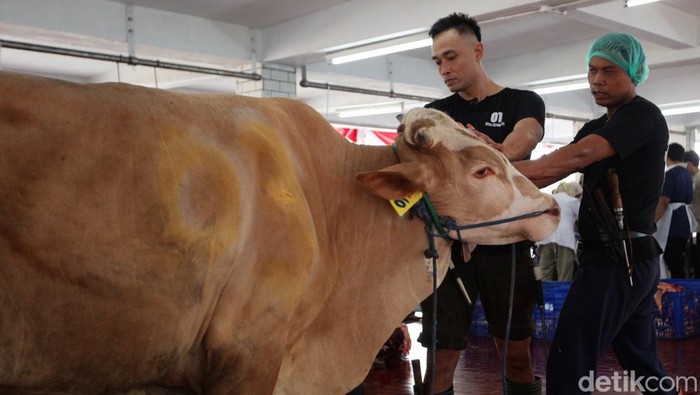 Masjid Istiqlal menyembelih hewan kurban sebanyak 43 ekor sapi dan 8 ekor kambing hari ini, Sabtu (1/7/2023).