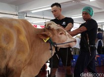 Doa dan Tata Cara Menyembelih Hewan Kurban Sesuai Syariat