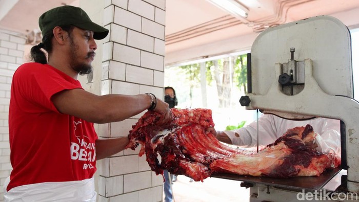43 Ekor Sapi dan 8 Ekor Kambing Dipotong di Masjid Istiqlal Masjid Istiqlal menyembelih hewan kurban sebanyak 43 ekor sapi dan 8 ekor kambing hari ini, Sabtu (1/7/2023).