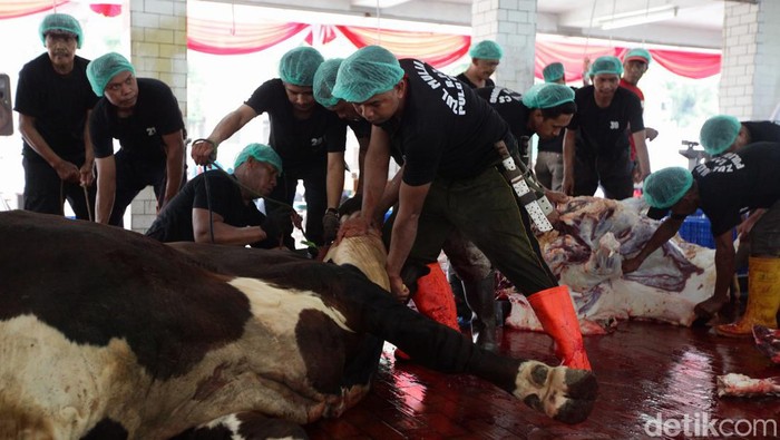 43 Ekor Sapi dan 8 Ekor Kambing Dipotong di Masjid Istiqlal Masjid Istiqlal menyembelih hewan kurban sebanyak 43 ekor sapi dan 8 ekor kambing hari ini, Sabtu (1/7/2023).