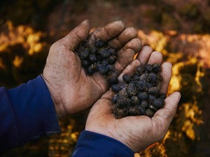 5 Kopi Enak di Dunia Ini Ternyata Berasal dari Kotoran hingga Kunyahan Hewan