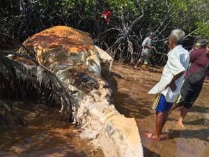 Bangkai Paus Sepanjang 10 Meter Ditemukan di Pantai Sumenep