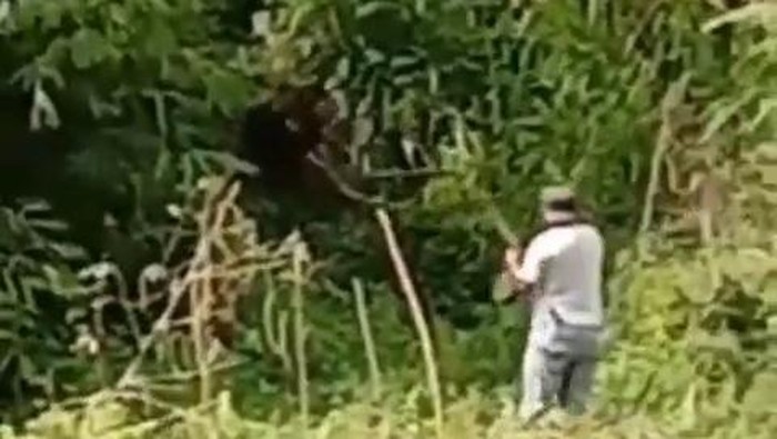 Beredar video beruang madu dikeroyok warga di Pagar Alam. Satwa buas itu dikabarkan mati.