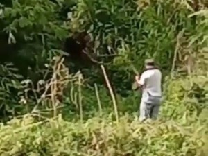 Tak Tahu Cara Menjinakkan Hewan, Warga Nekat Lempari Beruang Madu Sampai Mati