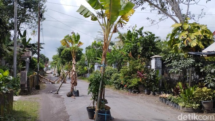 Jalan rusak di Blitar ditanami pohon pisang bikin motor yang lewat harus meliuk-liuk layaknya pembalap.