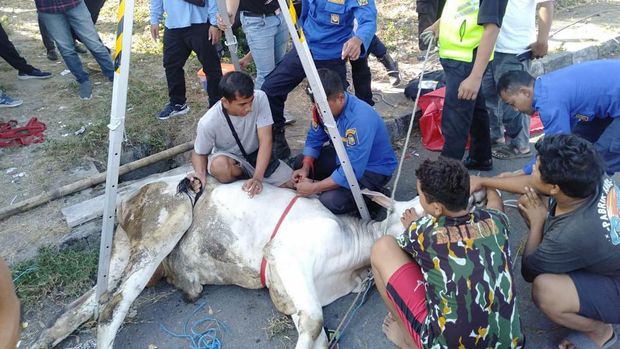 Proses evakuasi sapi terperosok got di Gedongkuning, Kota Jogja, Sabtu (1/7/2023).