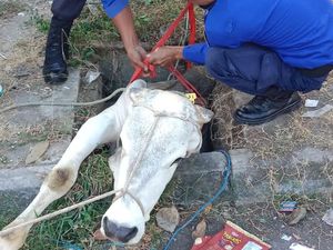 Sapi Kurban Nyemplung Got di Gedongkuning Jogja, Damkar Turun Tangan