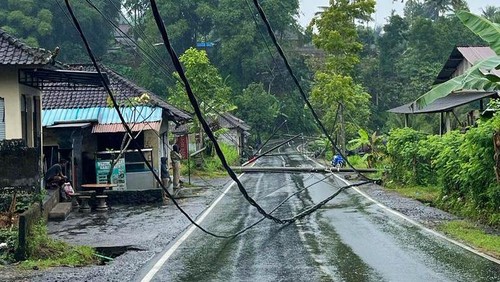 Tiang listrik milik PLN dan provider internet di wilayah Desa Muncan, Kecamatan Selat, Kabupaten Karangasem, Bali, roboh setelah tertimpa pohon tumbang Sabtu (1/7/2023). (istimewa)