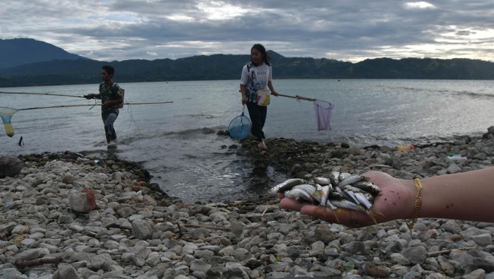 Sejumlah warga  menangkap ikan di Danau Singkarak usai angin kencang di Kabupaten Tanah Datar, Malalo, Sumatera Barat, Sabtu (1/7/2023). Menurut warga fenomena tersebut menyebabkan ikan seperti bilis,sasau dan kapiek mengapung sehingga mudah ditangkap dan kemudian dijual Rp45.000 - Rp50.000 per kg. ANTARA FOTO/ Fakhri Hermansyah/aww.
