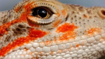 Karya lainnya bisa mengunjungi halaman Facebooknya. Tak hanya mata-mata hewan, ia juga mengabadikan bagaimana aksi hewan-hewan ini berburu. (Foto: Daniel Heuclin)