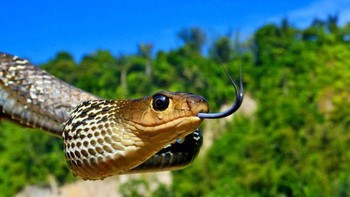 Mata ular dengan lidahnya yang menjulur. (Foto: Daniel Heuclin)