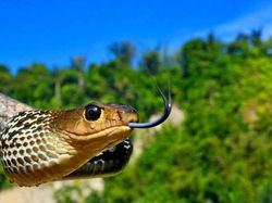 Mengagumkan! Begini Wujud Mata Hewan Dilihat dari Dekat