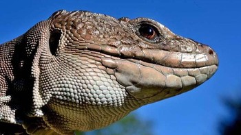 Lirikan mata yang seakan sadar kamera. (Foto: Daniel Heuclin)