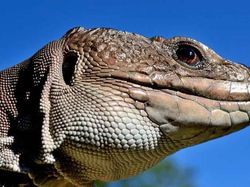 Mengagumkan! Begini Wujud Mata Hewan Dilihat dari Dekat