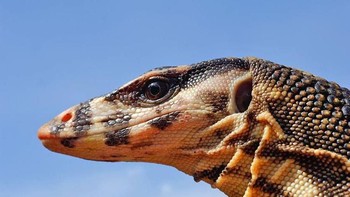 Ternyata mata hewan pun penuh pesona. (Foto: Daniel Heuclin)