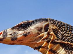 Mengagumkan! Begini Wujud Mata Hewan Dilihat dari Dekat