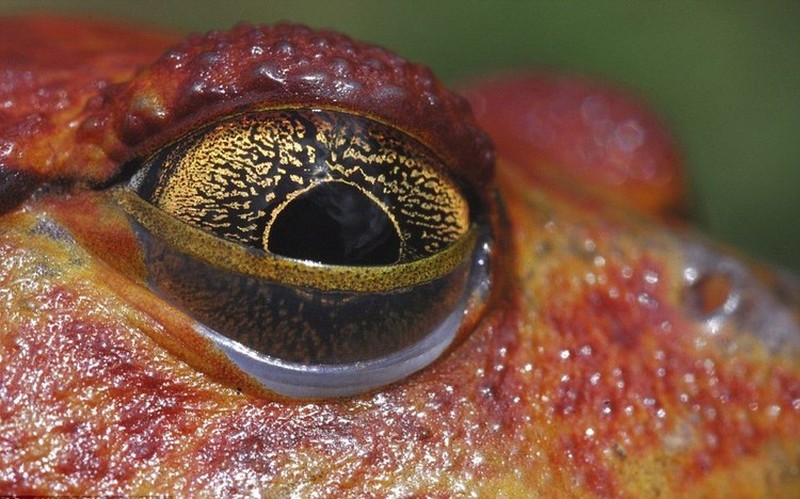 fotoinet mata hewan dari dekat