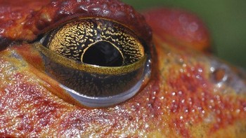 Dirinya mengkhususkan diri sebagai fotografer hewan-hewan reptil dan amfibi. (Foto: Daniel Heuclin)
