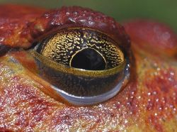 Mengagumkan! Begini Wujud Mata Hewan Dilihat dari Dekat